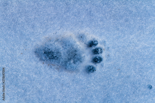 Bear Footprint in Fresh Snow