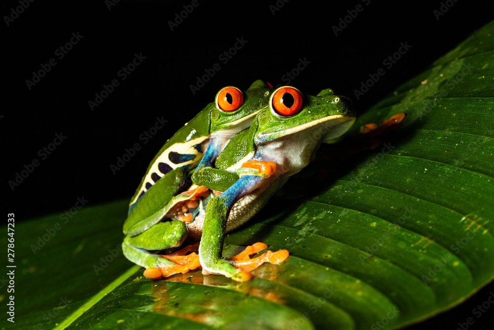 Red-eyed Tree Frog (Agalychnis callidryas), Costa Rica Red-eyed Tree Frog (Agalychnis callidryas), Costa Rica