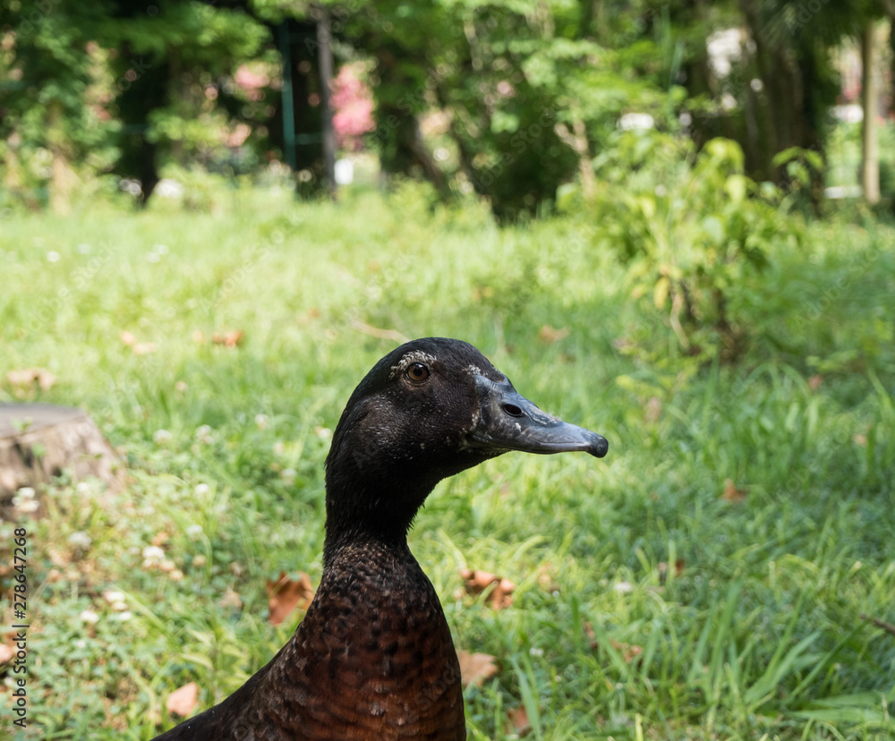Black duck on background of green grass. Park Arboretum. Russia Sochi Black duck on background of green grass. Park Arboretum. Russia Sochi