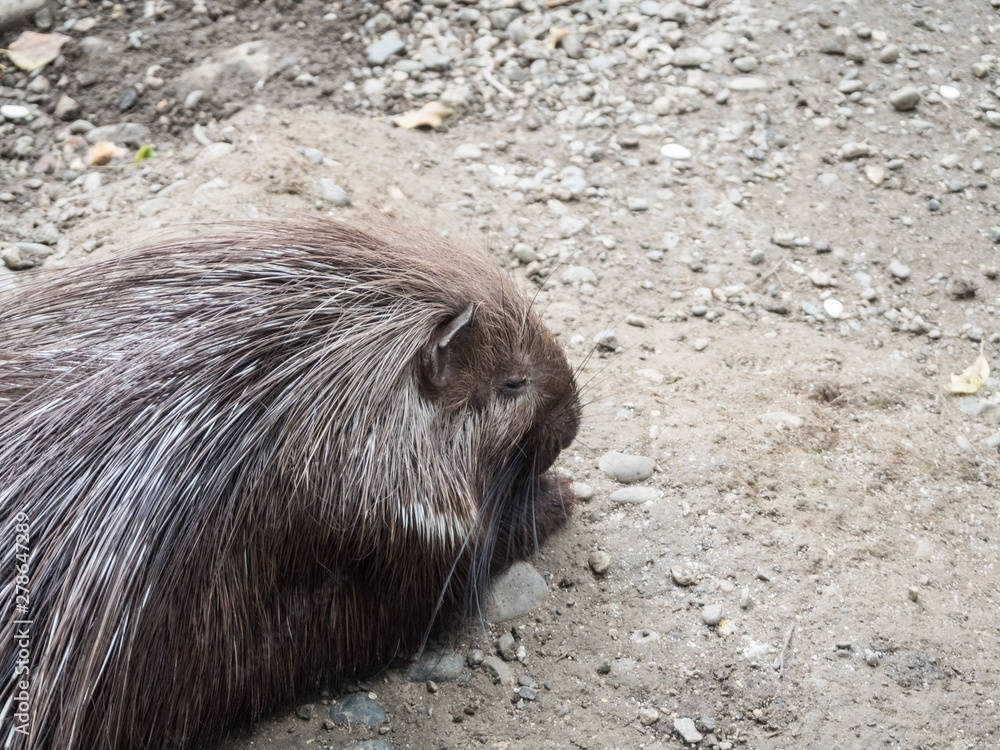 Porcupine with long needles lying on ground. Park Arboretum Porcupine with long needles lying on ground. Park Arboretum