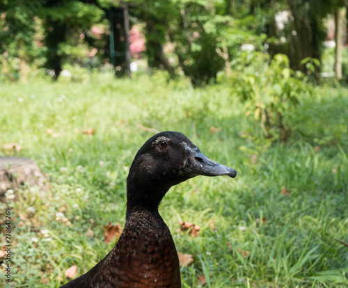 Black duck on background of green grass. Park Arboretum. Russia Sochi