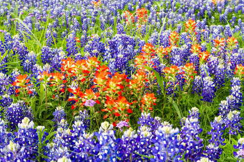 Texas Indian Paintbrush (Castilleja indivisa) and Bluebonnets (Lupinus texensis)in a field in the spring