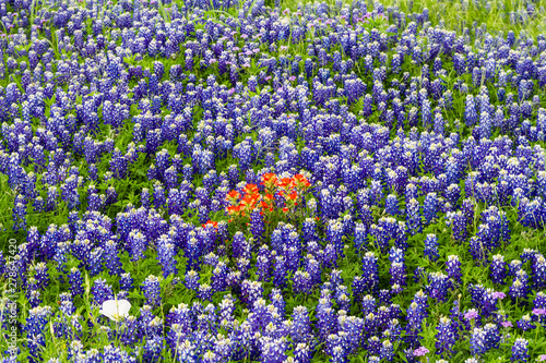 Texas Bluebonnets (Lupinus texensis) with Indian Paintbrush (Castilleja indivisa) photo