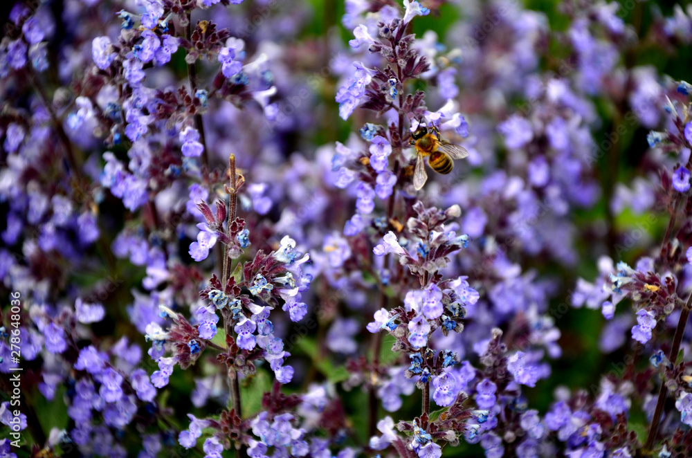 beautiful purple flowers.blue flowers in the garden beautiful purple flowers.blue flowers in the garden