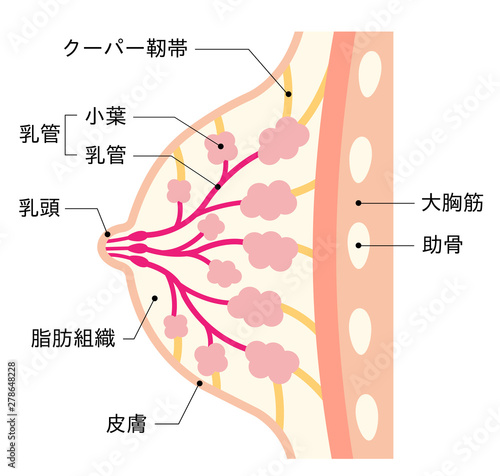 バストの構造