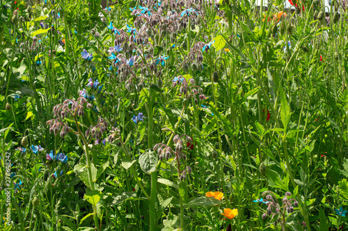 close up view of british wildflowers including commin poppy, borage, chamomile, yellow, daisys and forget-me-nots.