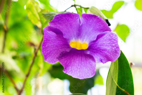 purple flower in garden