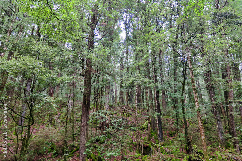 thick lush rainforest in Fiordland New Zealand thick lush rainforest in Fiordland New Zealand