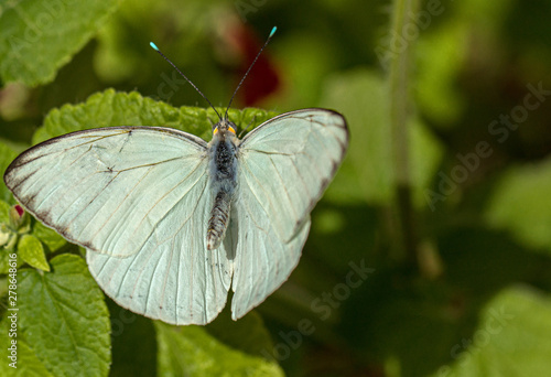 Close-up of Great Southern White Butterfly, Arizona Desert