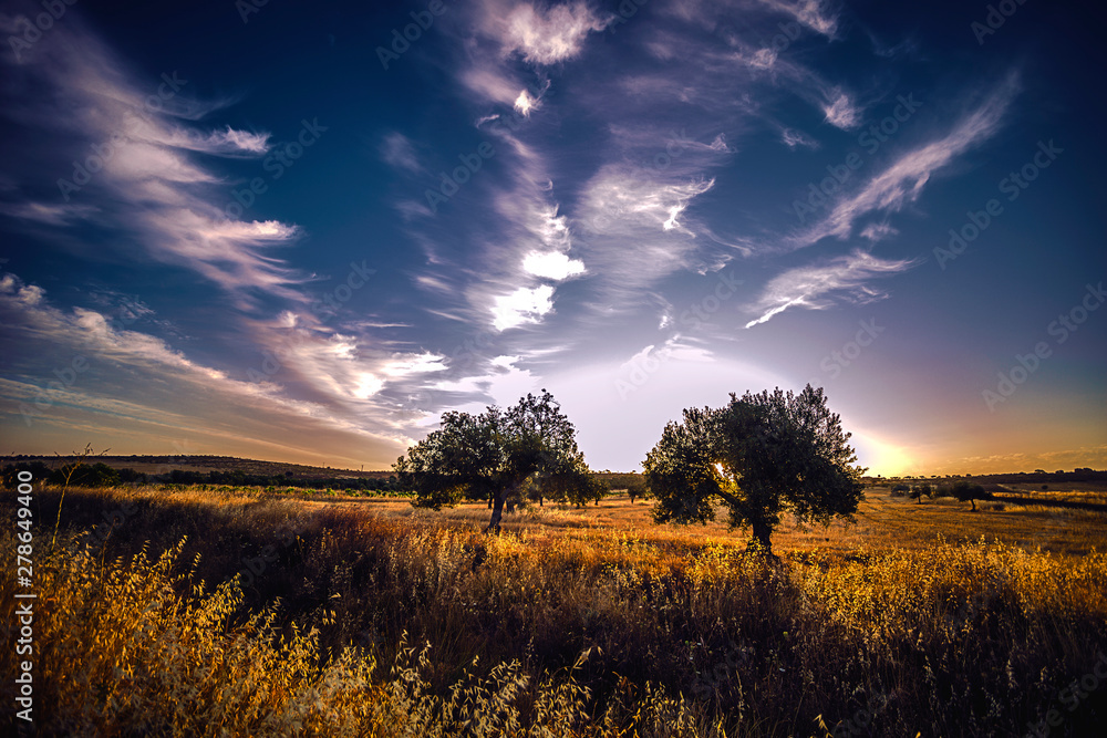 Fototapeta premium amanecer con dos árboles
