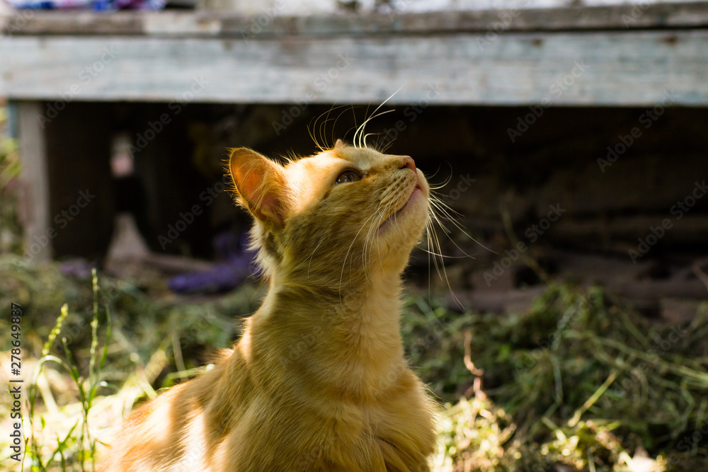 Red cat sitting outdoors close up Red cat sitting outdoors close up