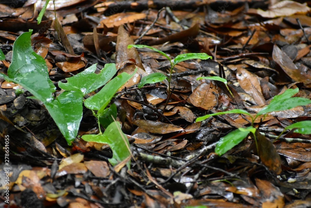 A dark fiddler crab hides among fallen leaves on the forest floor of a southern plantation. A dark fiddler crab hides among fallen leaves on the forest floor of a southern plantation.