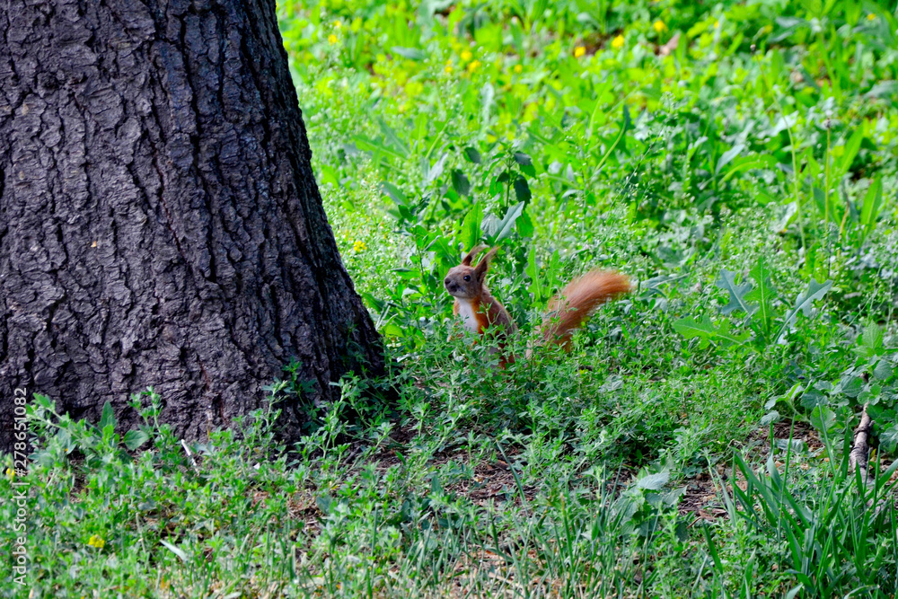 Obraz premium tree trunk. trees in the forest