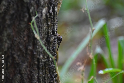 A fiddler crab hides on the bark of a tree at a southern plantation.