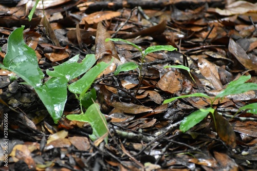 A dark fiddler crab hides among fallen leaves on the forest floor of a southern plantation.