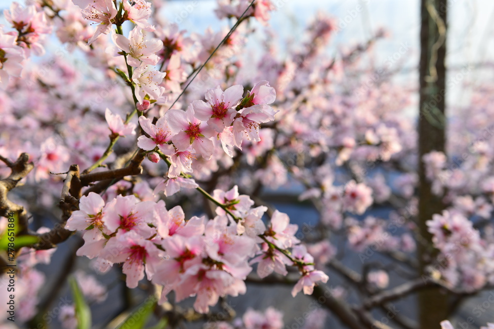 In full bloom in the peach blossom In full bloom in the peach blossom