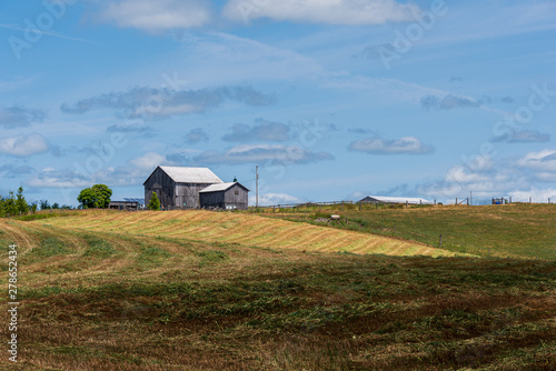 farm fields in early summer