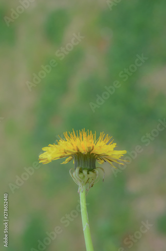 Close up of a yellow and green dandelion with green grass blurred out in the background 