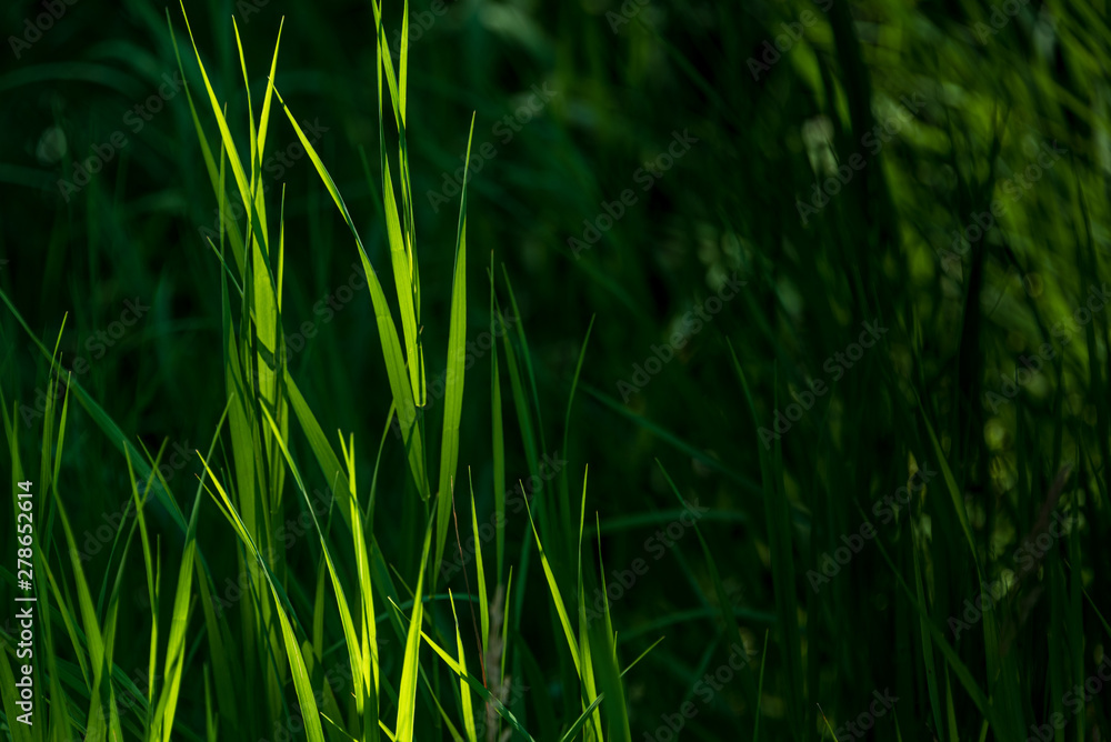 green reeds in marsh green reeds in marsh