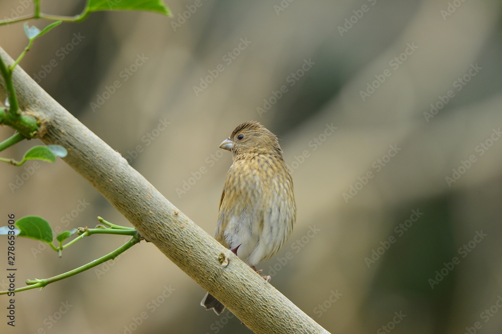 Fototapeta premium The outdoor fringillidae birds in the park