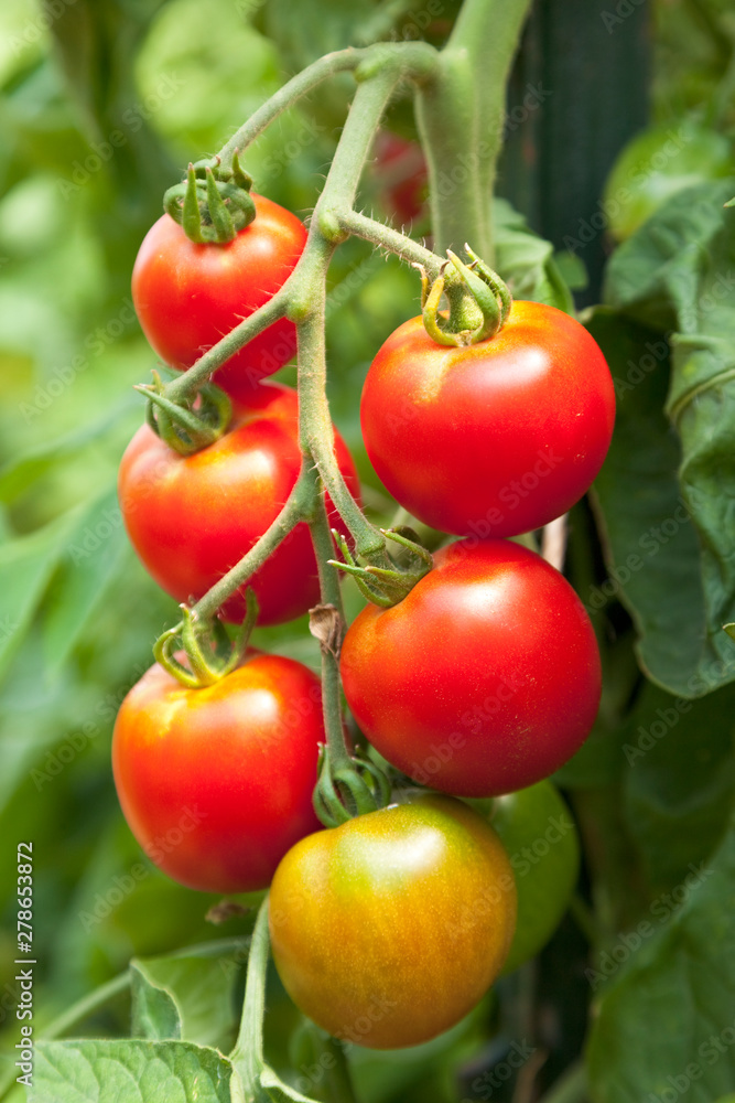Fresh, ripe, organic, red cherry tomatoes growing on vine in vegetable garden
