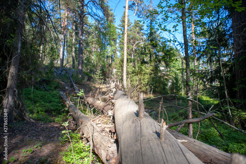 Uutela forest in eastern part of Helsinki photo