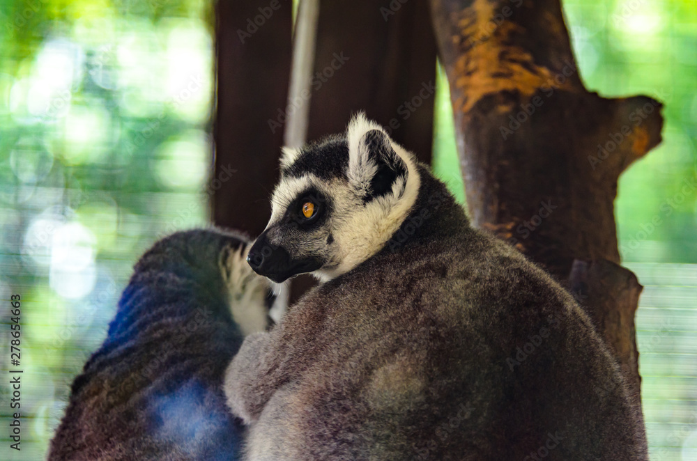 Obraz premium Lemur on a beautiful background washes his friend