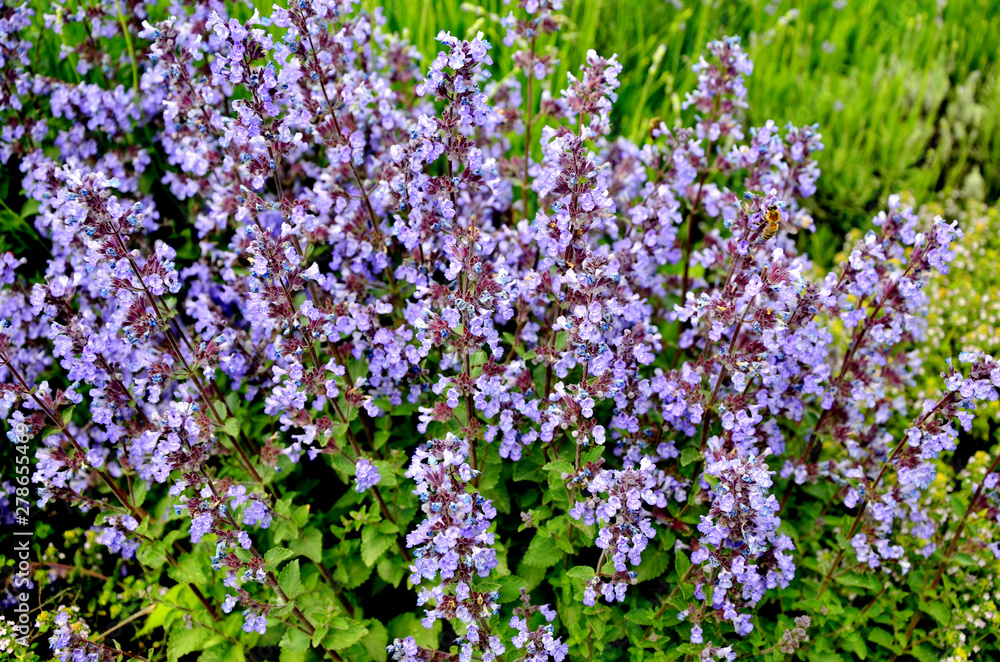 beautiful purple flowers.blue flowers in the garden beautiful purple flowers.blue flowers in the garden