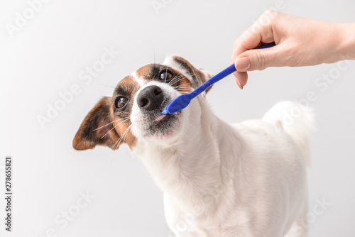 Fototapeta Naklejka Na Ścianę i Meble -  Owner cleaning teeth of cute dog with brush on light background