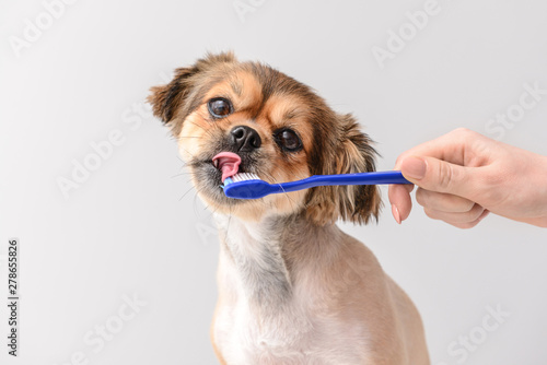 Owner cleaning teeth of cute dog with brush on light background