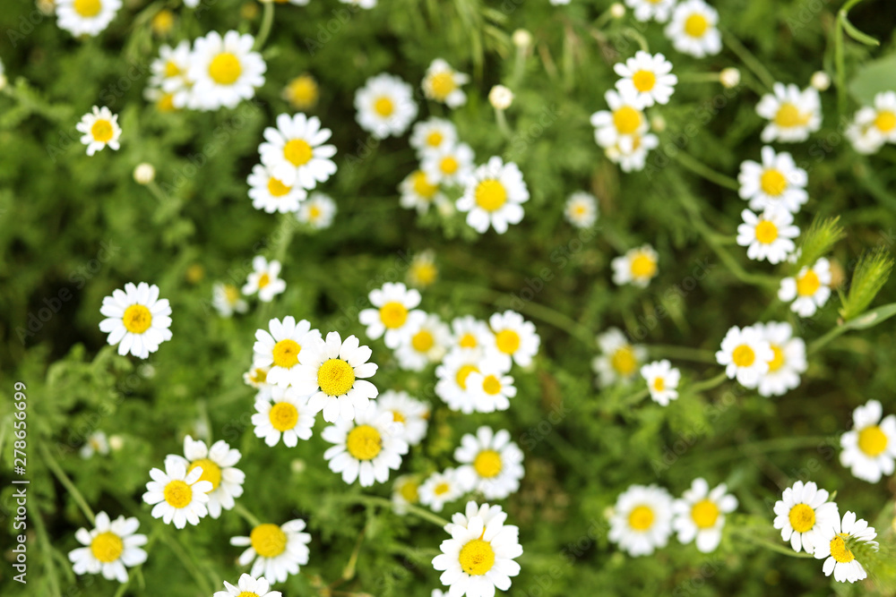 Fototapeta premium Many beautiful chamomiles in field