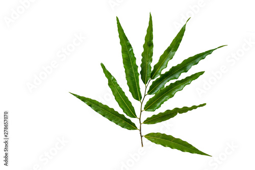 Tropical leaf on white background Isolate 