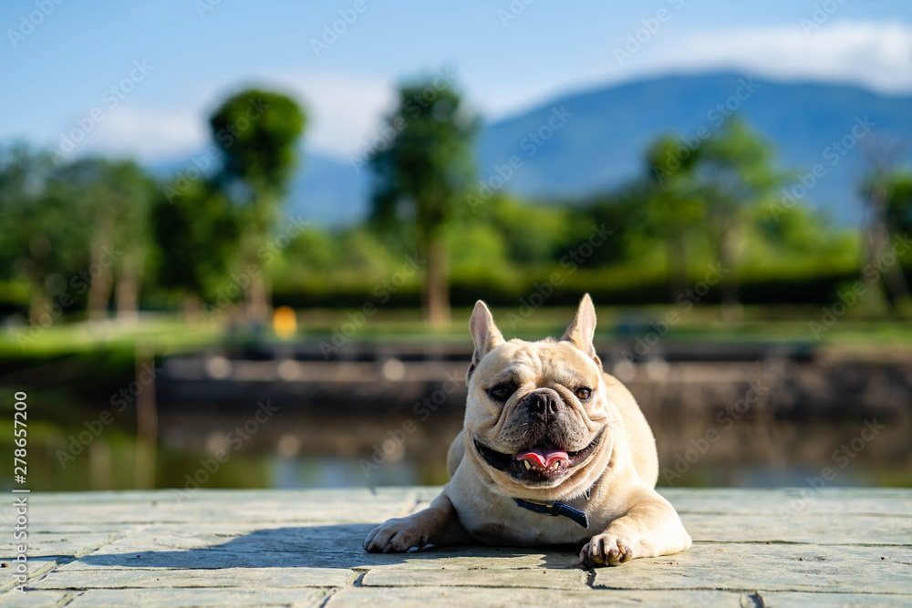 Cute looking french bulldog