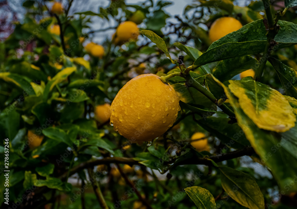 Wet lemon on tree