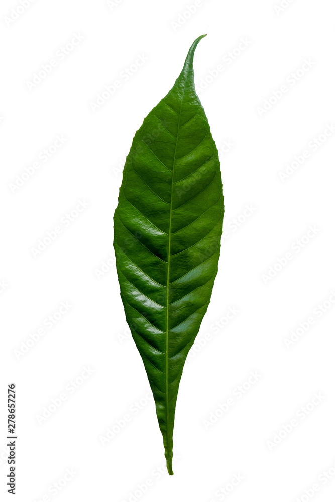 Green tropical leaf on white background.
