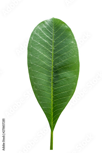 Green tropical leaf on white background.