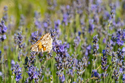 A colorful butterfly in the middle of a lavender field