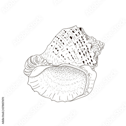 Sea shell rapana venosa isolated on white. Hand drawn sketch. Vector illustration.