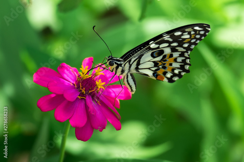 Colorful Butterfly (Vaness cardur) on a little flower in the garden