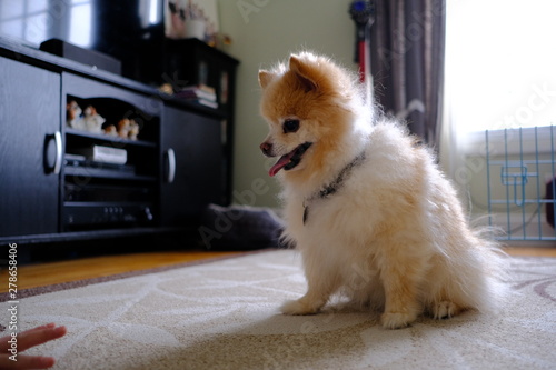 Pomeranian