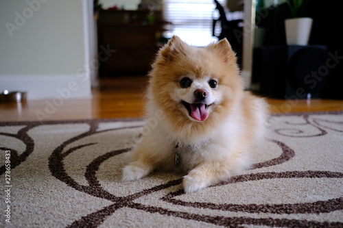 Pomeranian