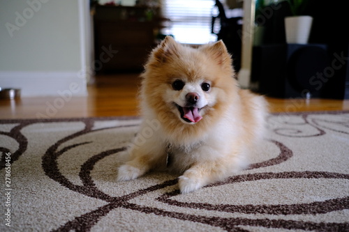 Pomeranian