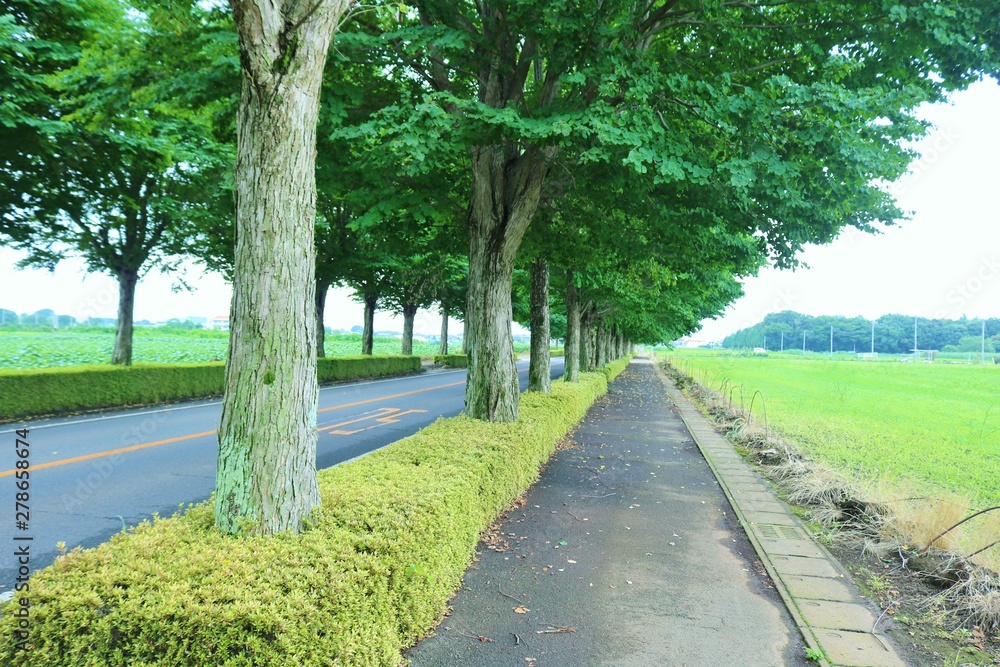 Fototapeta premium 風景 田舎 道 カツラ並木 夏 杤木