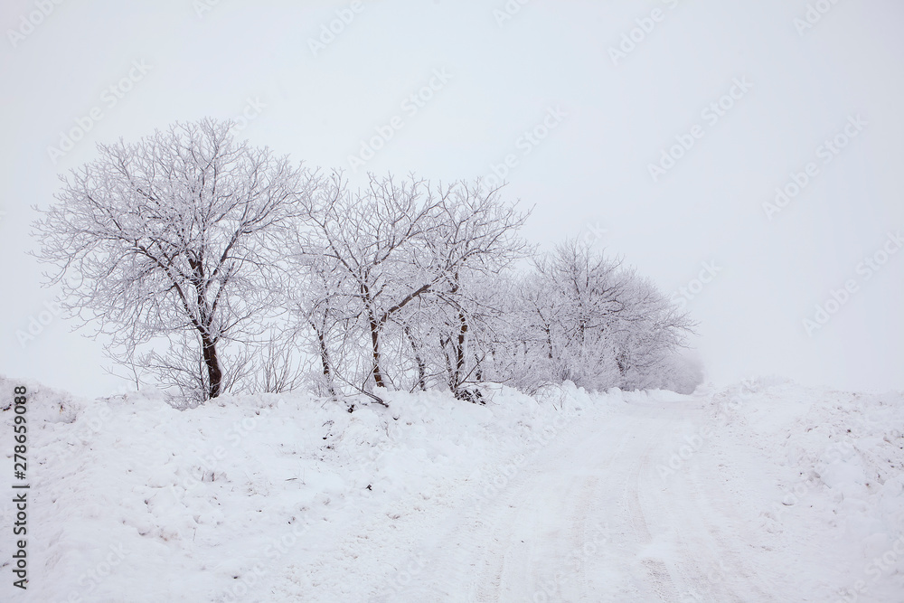 white winter nature with trees in the snow white winter nature with trees in the snow