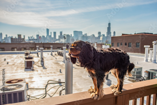 A dog stands on a ledge on a rooftop in Chicago, in an industrial area, with the beautiful skyline behind. Early morning with sunlight over the city. Cavalier King Charles Spaniel. photo