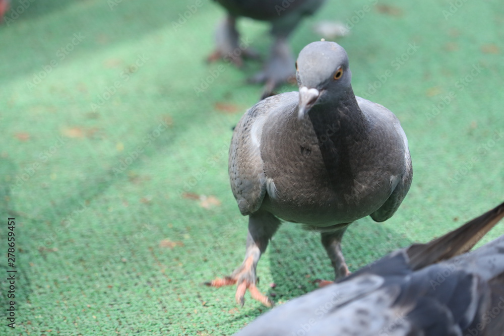 Fototapeta premium pigeon in the park near cannal