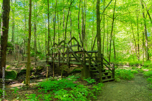 Wooden bridge in middle of forest