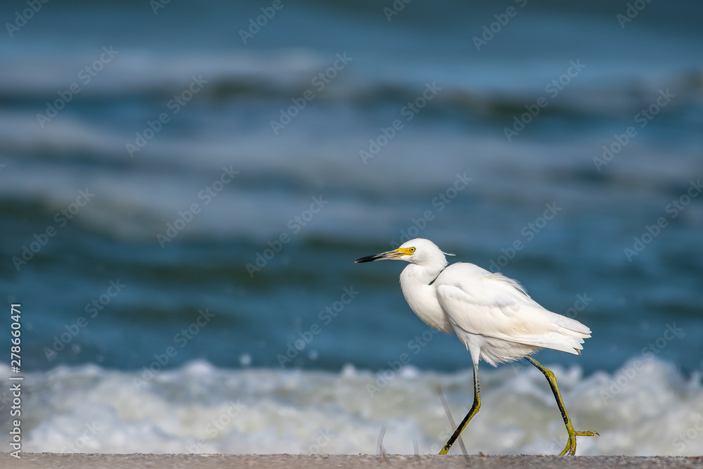 Snowy egret walking along the coastal beach Snowy egret walking along the coastal beach