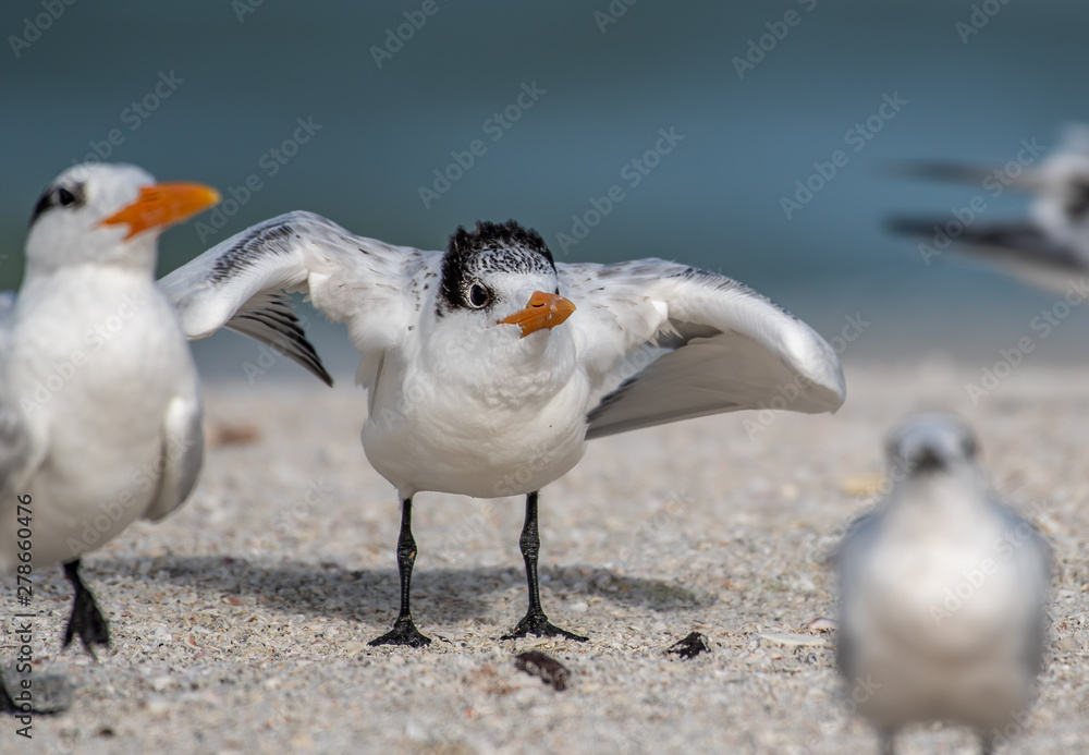 Royal tern learning to fly Royal tern learning to fly