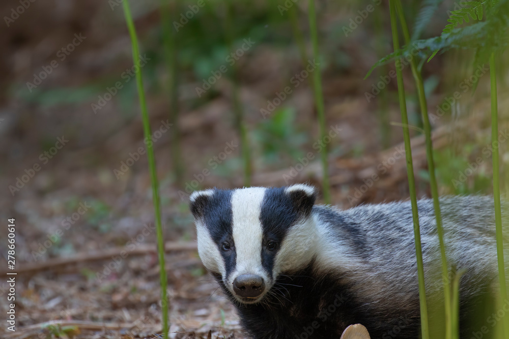 Fototapeta premium badgers, meles meles, walking, eating posing beside sett under a forest of bracken during a warm July summer evening in Scotland.